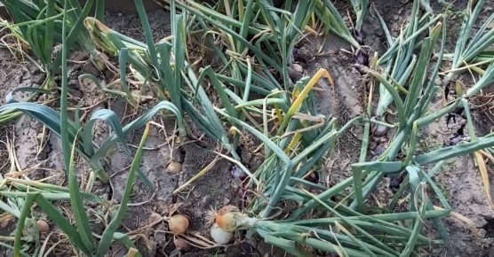 ����� ��� ��������� ��������� ����: ������� ��������� ������