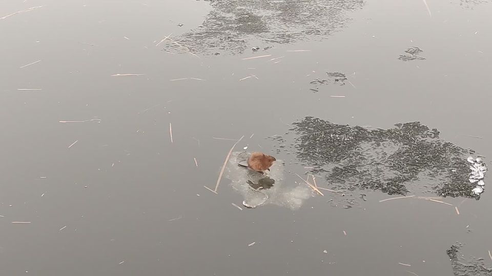 ������� �� ���������� ������ �������� �������� �� ���������� � ��������