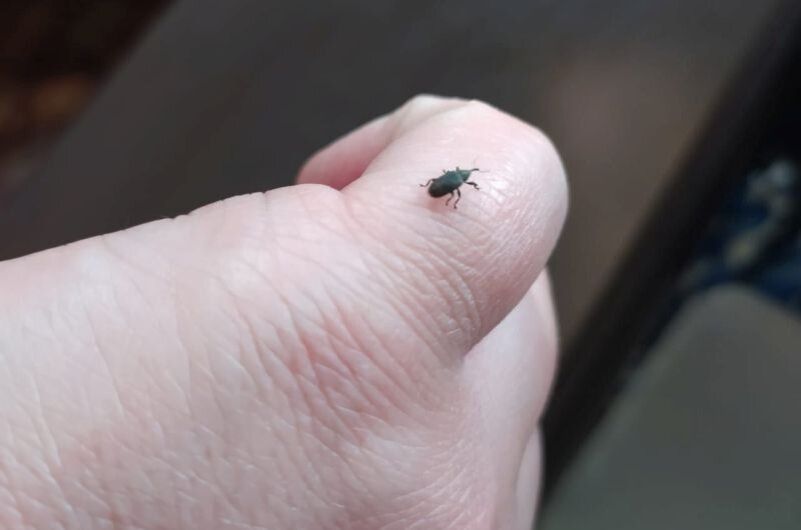 ��� �������� ������ �� ��������: ������ ��� ��������� �����