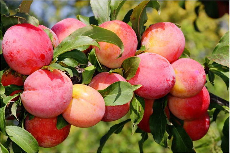 ��� ��������� ���������� �����: ��� ������� ����� � �������