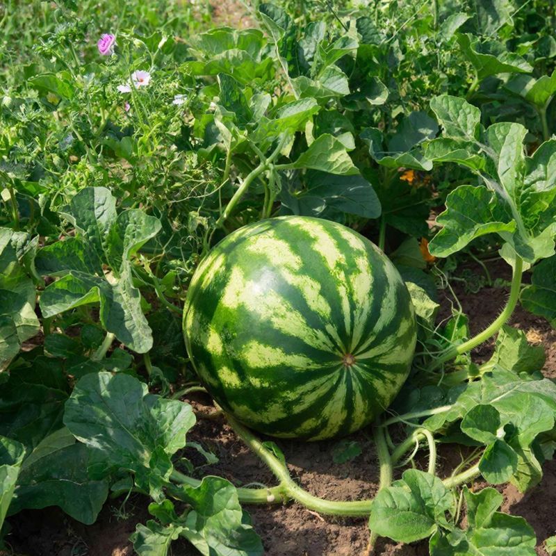 ������� ������ ��� ����������� �������: �������� ������