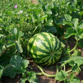 ������� ������ ��� ����������� �������: �������� ������