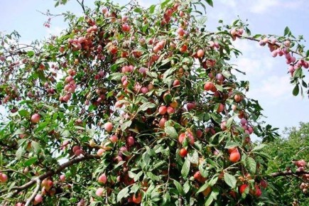 ����� �����������: ������� ��������� ����������� ��� �������� ������