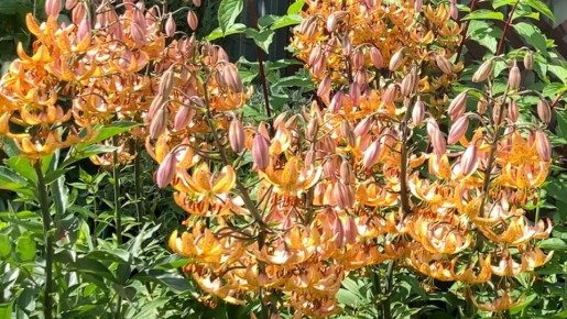 Лилия саранка: загадочная красота природы