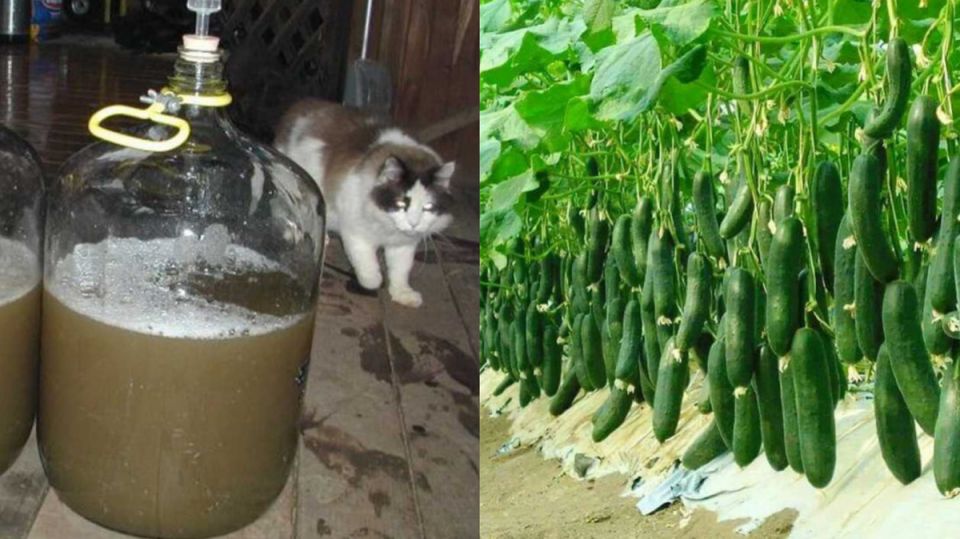 ��� ������ �������� � �������� ������ �������: ���� �������