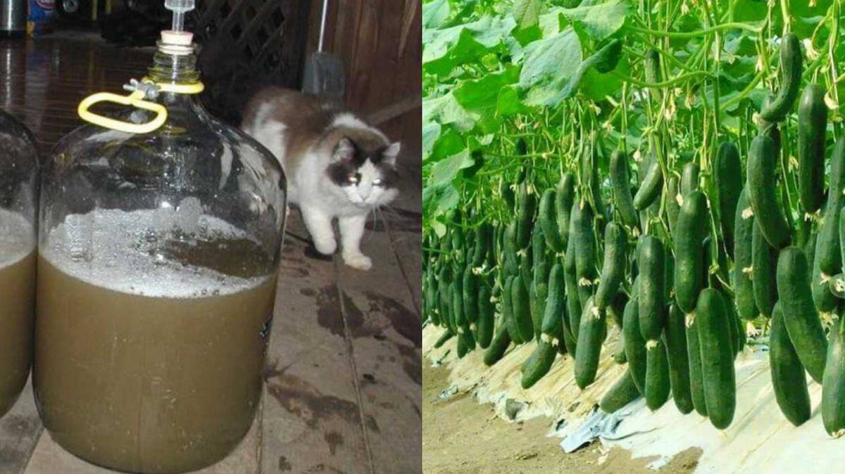 Как бражка приводит к рекордам урожая огурцов: опыт соседей