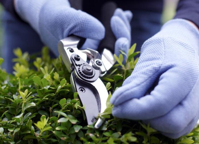 Как правильно ухаживать за садовыми ножницами: полезные советы для садоводов