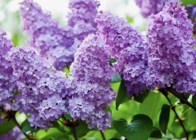 Летняя обрезка сирени: секреты ухода для яркого цветения