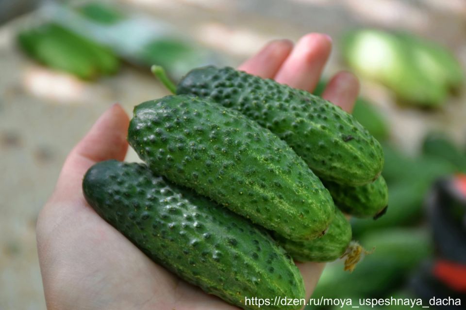 ������ �� ����� ����: ��� ���� ����� F1� ���� ��������� �����������