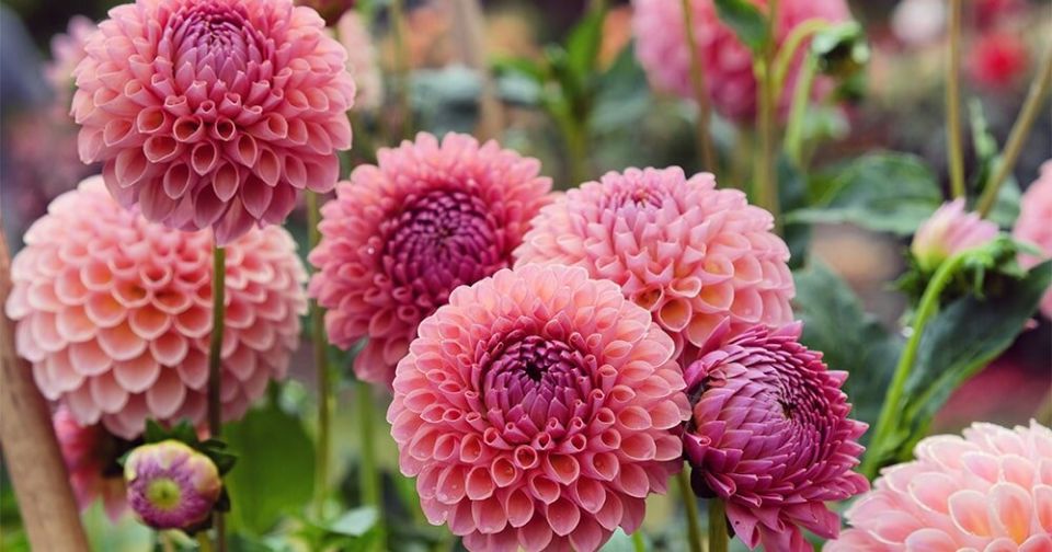 ��� ������������� �������� � ������� ��� ������ �������� �� ����������