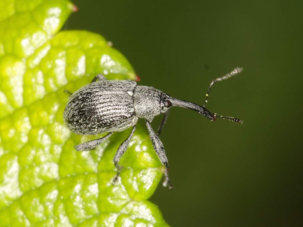 Пора спасать клубнику: как справиться с опасным вредителем