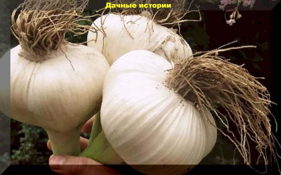 �������� ������� ������ ��������� ������� � ���� ��� ��������� ������