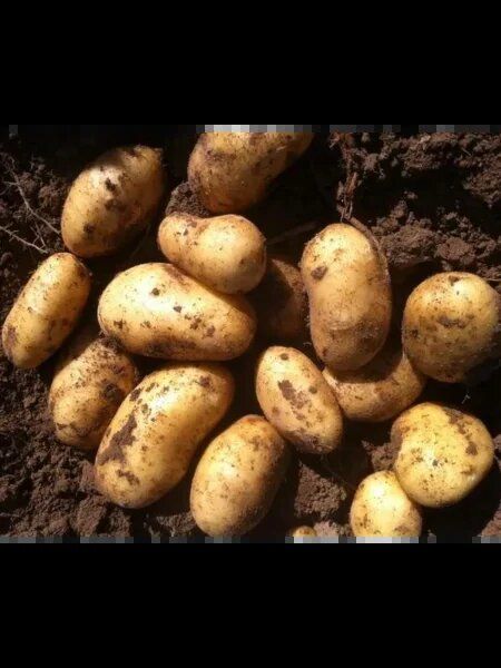 �����: ������ ��������� � ���������� ��������� � ���������� ������