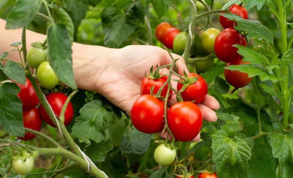 ��� ��������� ����� �� ������� � ������� �����