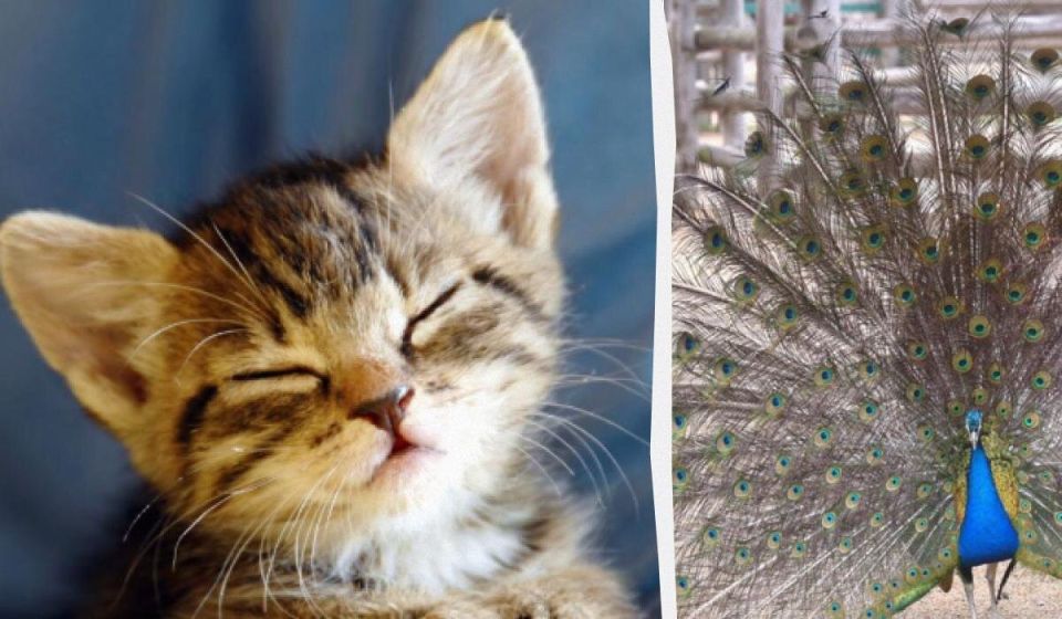 ��������� ���� �������������� � ����� ���������� ��������