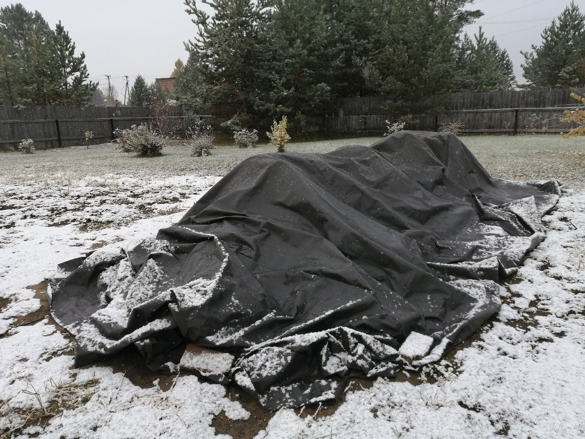 Сибирская гигантская тыква: как уникальный урожай сестры стал победителем конкурса