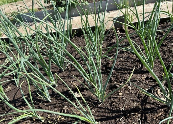 ����� ��������� ����������� ����: ������� � ������ ��� ���������