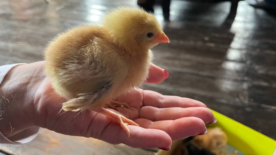 � ����� 8 ������ � ����������� ������� ����� ������� � ��������