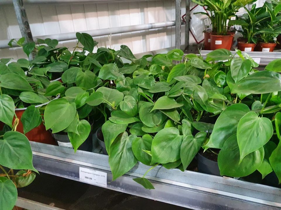 ���������� ��������: ��� ������ ���������� ��� � ������ �����