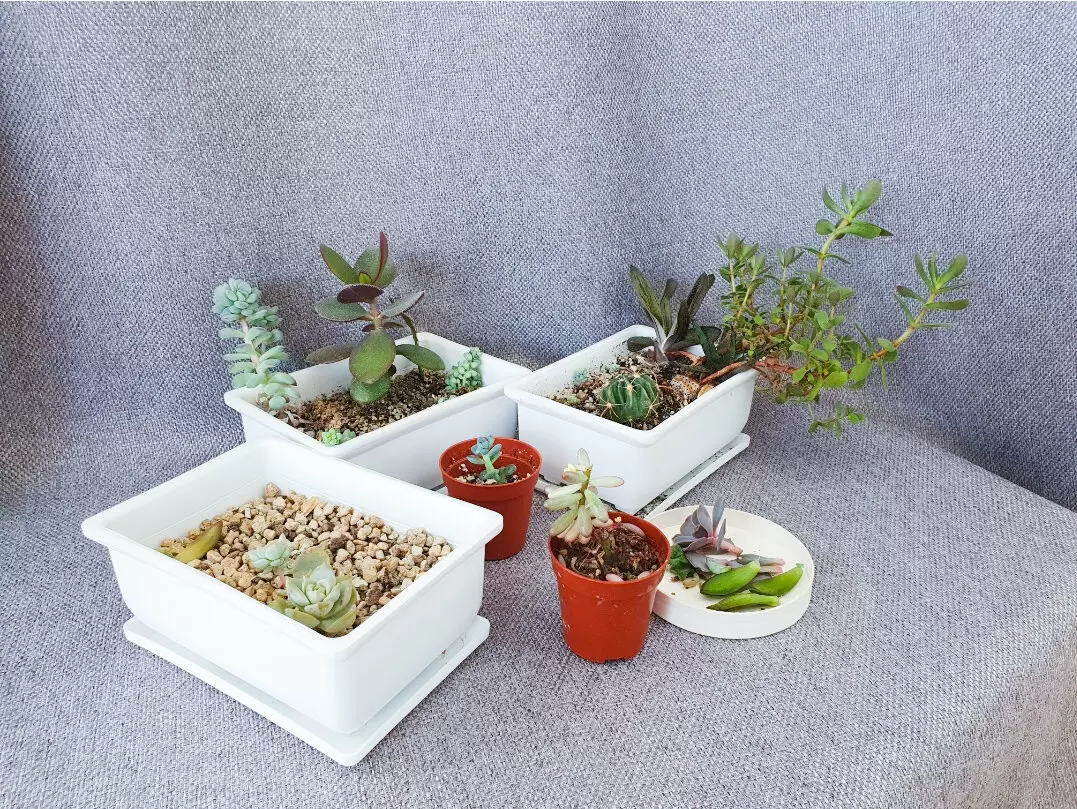 Благодарные суккуленты: как дар ценится