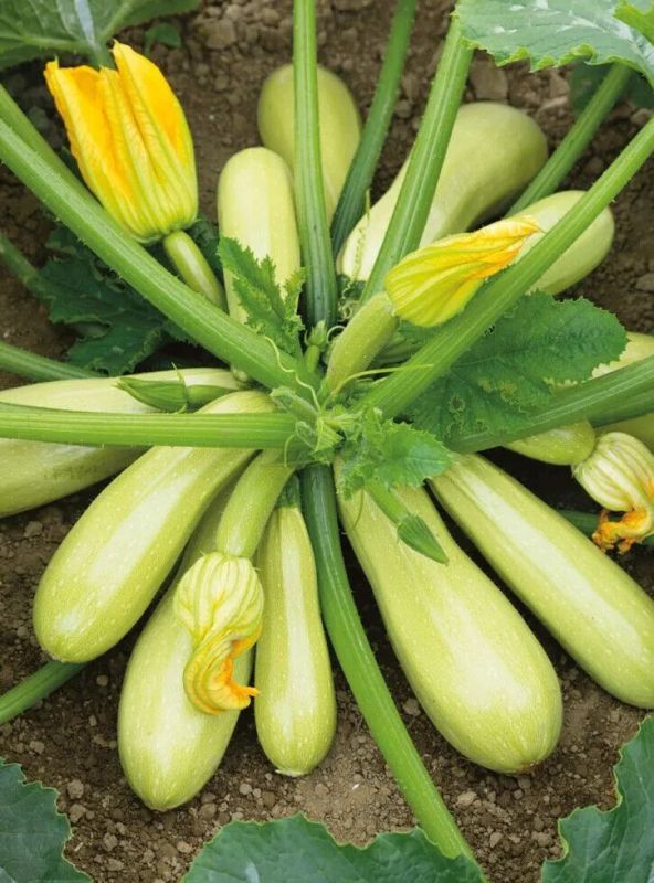 ��� ��������� ����� �������� ��� ������ �������