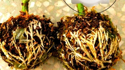 Как укоренить черенки вдвое быстрее с доступными биостимуляторами