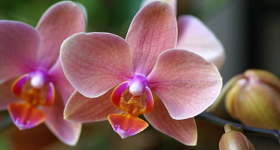 ������ ���� �� ���������: ��� ������� �������� � �������� ����� ����