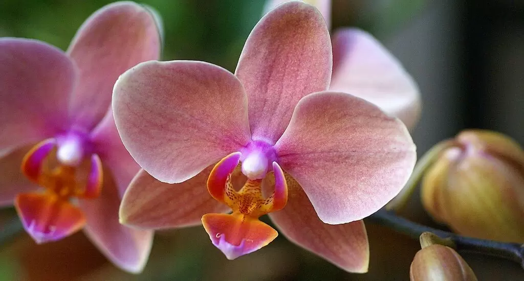 Зимний уход за орхидеями: как вернуть цветение в холодное время года