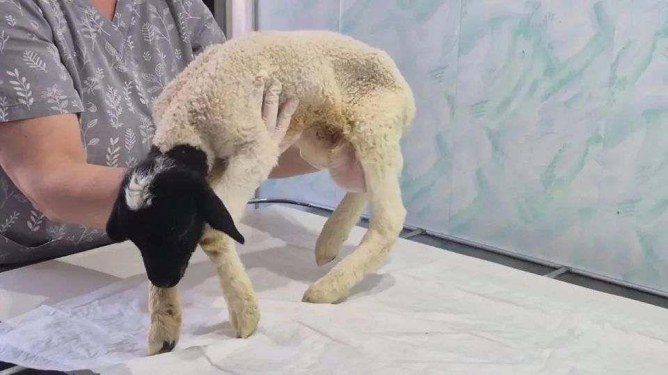 ����������� ���������� �������������� �������������� ������� � ������