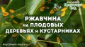 Защита плодовых деревьев от ржавчины: эффективные стратегии
