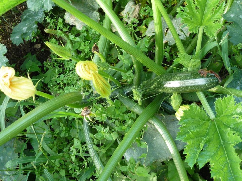 ������� ��������� ����������� ��������: ��� �������� ������ �� ��������� �����������