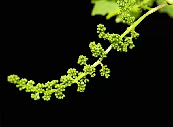 Эффективная защита винограда: выбираем препараты от вредителей и болезней