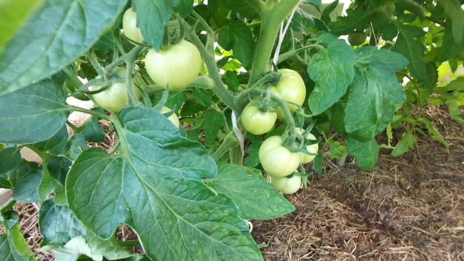 ����������� ������: ����� ��������� ��� ���������� �����������