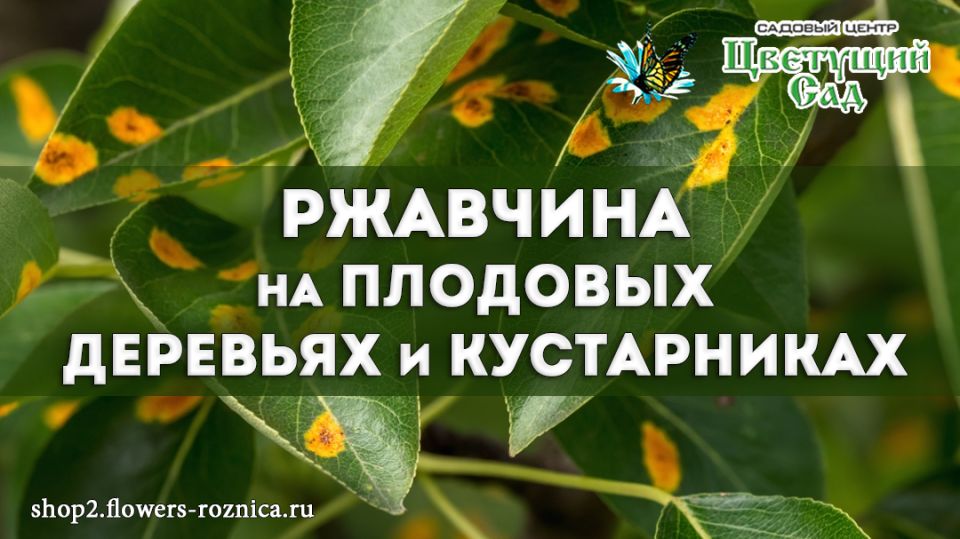 ������ �������� �������� �� ��������: ����������� ���������