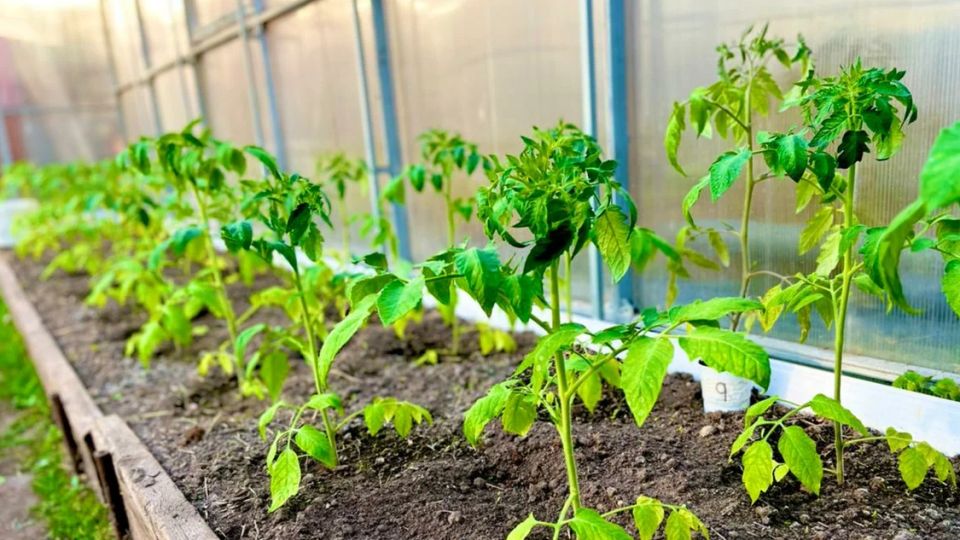 ��� ���������� ������ ������ ��� ������: ��� ������� ������� ��������� ����� � �������