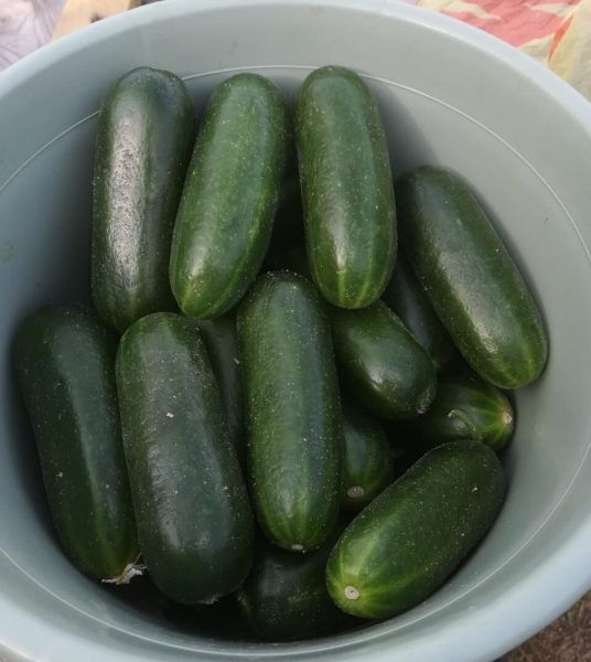 ������: ���������� ������, ������� ������ ������� �������