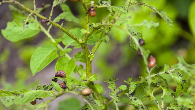 ��� �������� ������ ������ � ����������� ����� �������� ��� ������