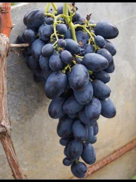 �������� �����: ����� �����, ������� �������� ������ ���������