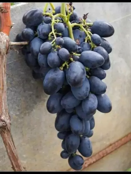 Виноград Галия: яркие ягоды, которые покоряют сердца садоводов