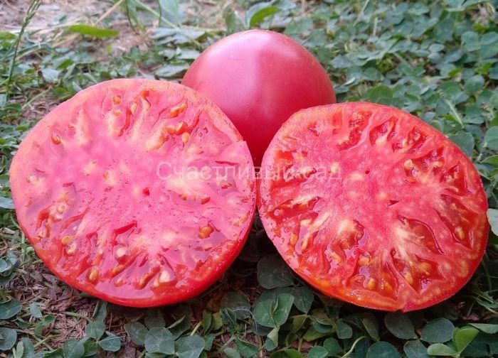 ����� ��������� ������: ��������� ����� ��� ����� ������