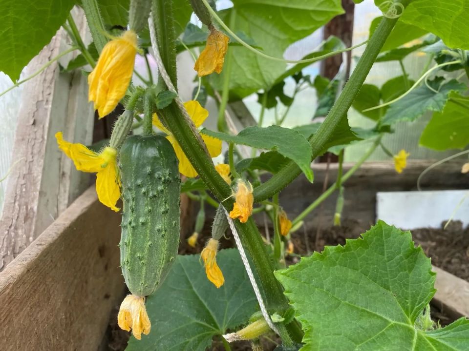 ������� ��������� ������: ��� ���������� ������ � ����� ����