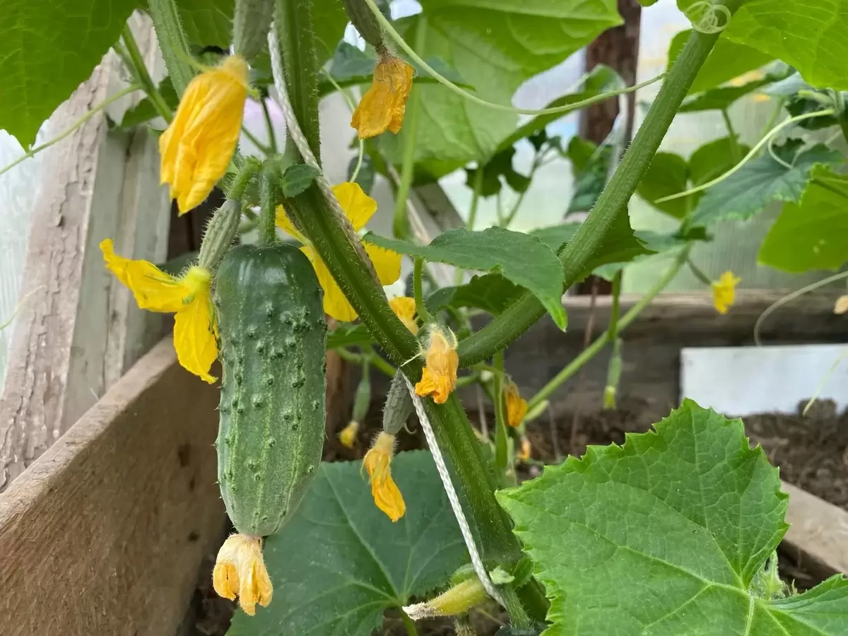 Секреты обильного урожая: чем подкормить огурцы в конце июля