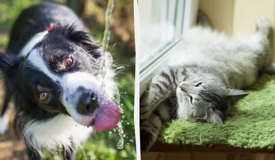 ��� ������ �������� ���������� � ������ �����: ������ ��������