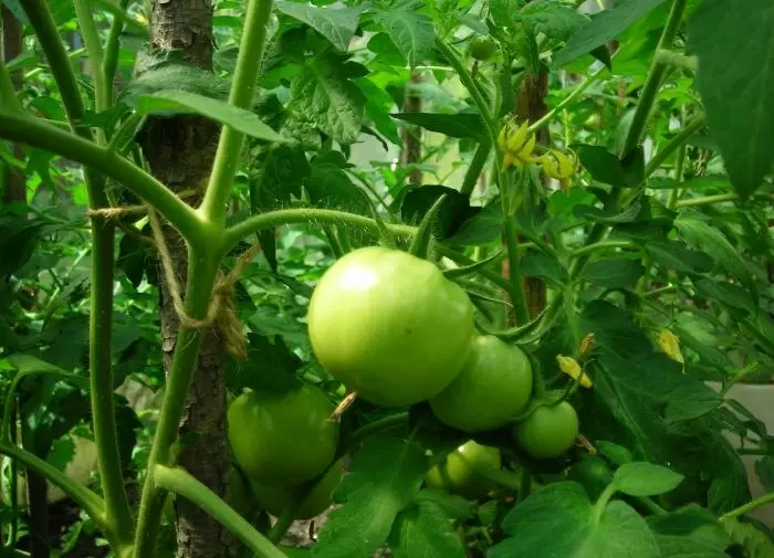 Как ускорить созревание томатов: проверенные методы для дачников