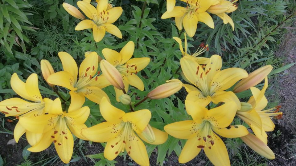 ���� �� �����������: ��� �������� ���� ������� �������