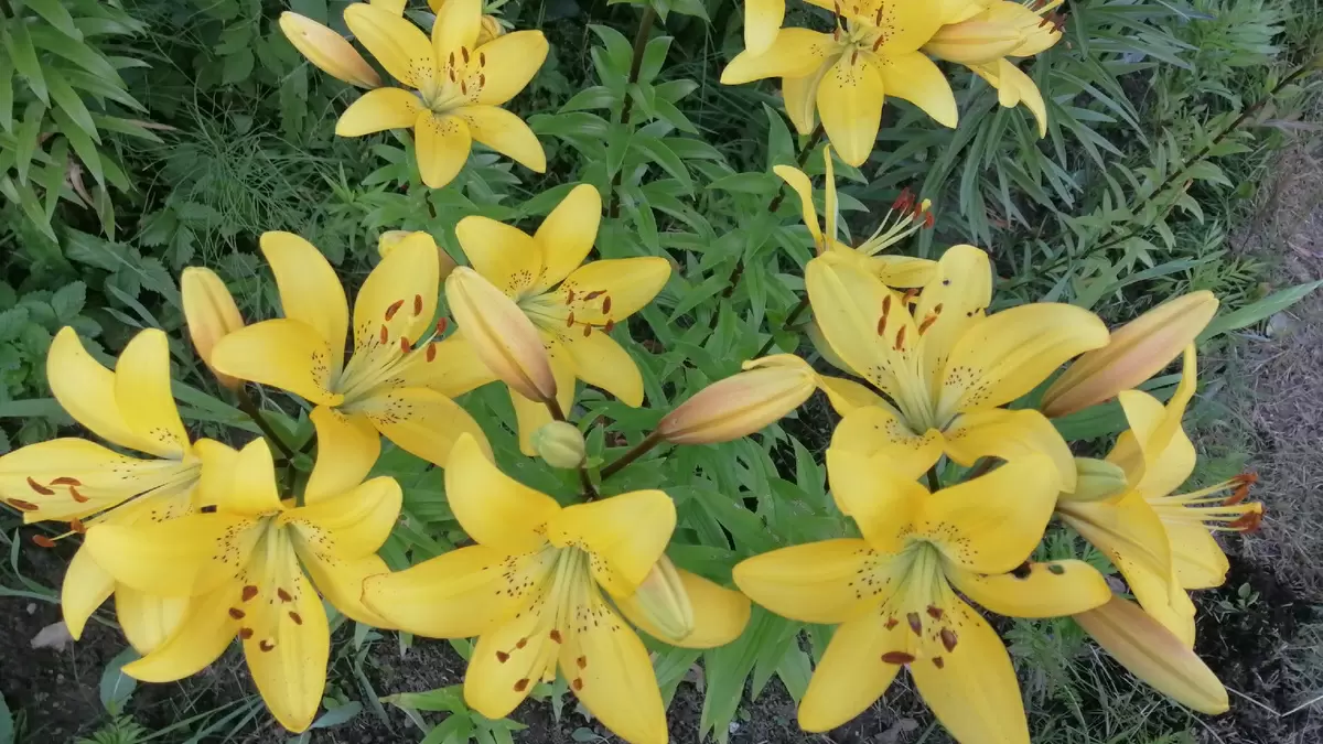 Уход за лилейниками: как избежать пяти главных проблем