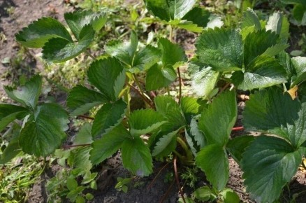 Уход за клубникой в октябре: три простых шага к успешной зимовке