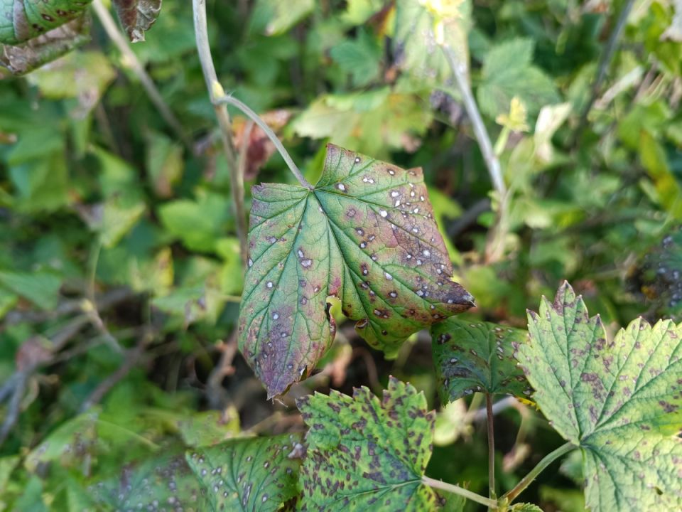 ����� ����������� ���������: ��� �������� ����� � ��������