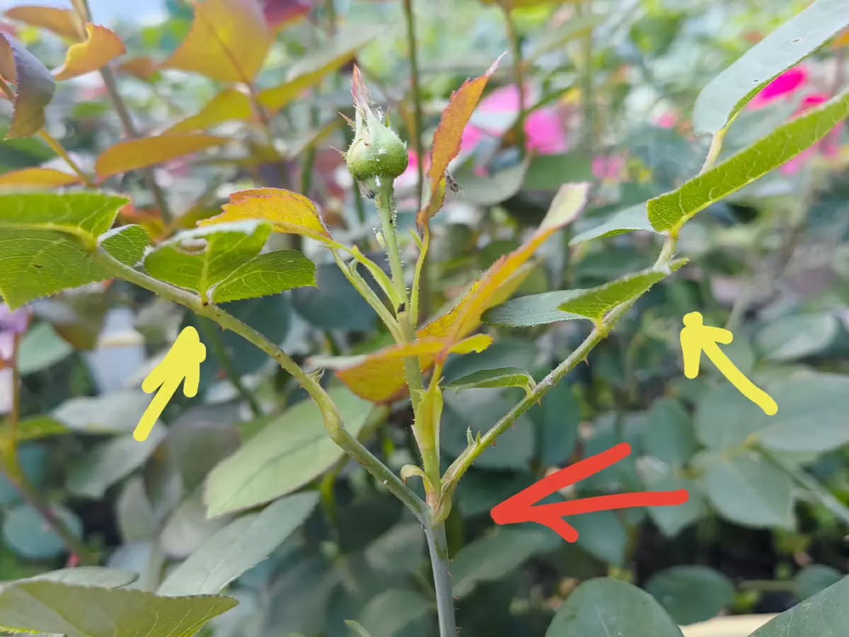 Необычный подход к слепым побегам роз: стоит ли следовать традиционным методам?