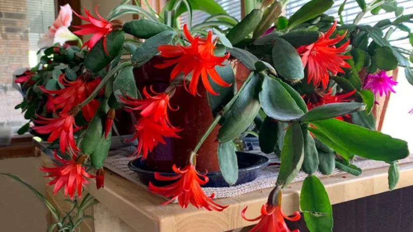 ���������, �������� ������ � ���: ����������� ������ ���������